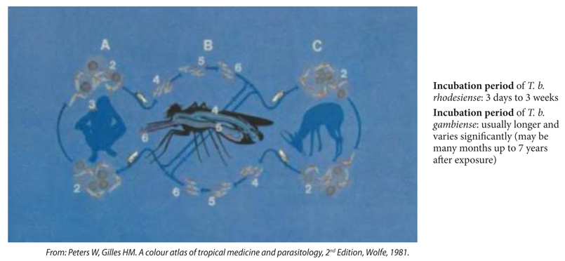 Supplementary Appendix. 2. Life cycle, epidemiology and clinical aspects of  trypanosomiasis – HAEMA